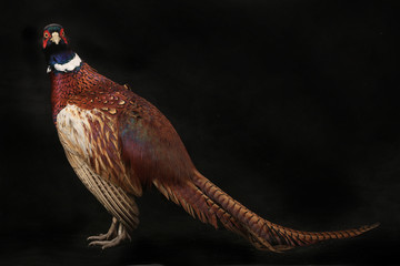 pheasant