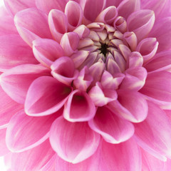Pink dahlia close-up
