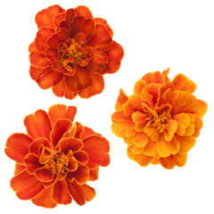 Three french marigolds