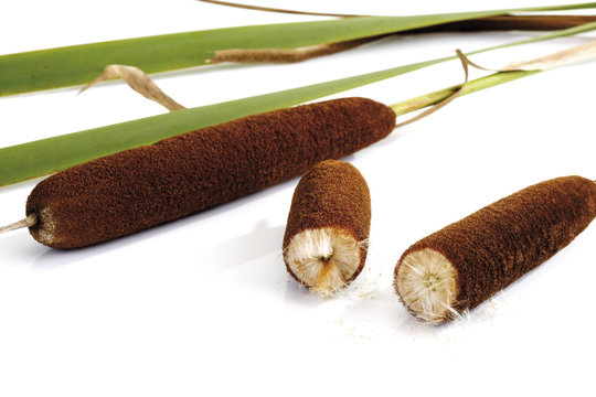 Rohrkolben (Typha)