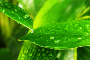 green plant leaf