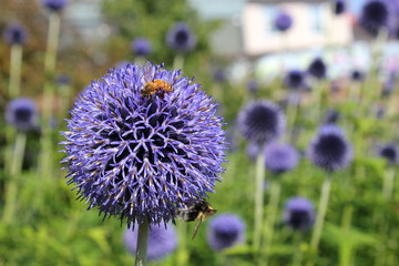 Eine Biene sitzt auf der Blüte einer Kugeldistel