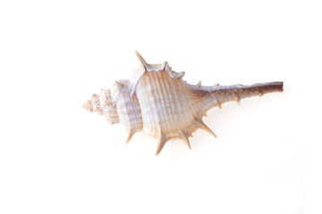 Fototapeta na wymiar sea shell