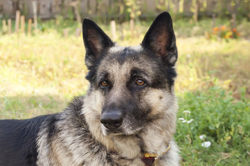 Alert Dog