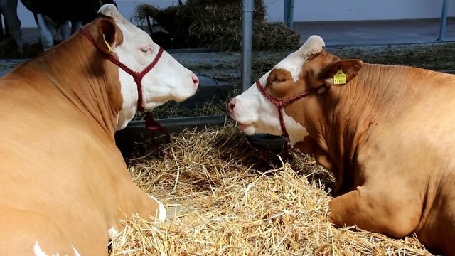 Cows on livestock exhibition - Agricultural Fair