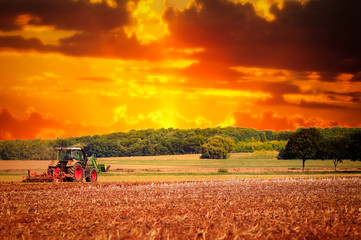 bulldog © Superingo