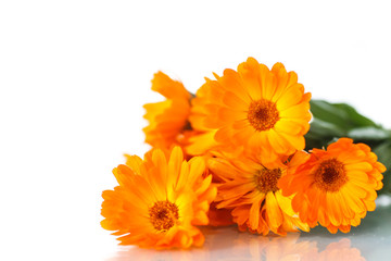calendula