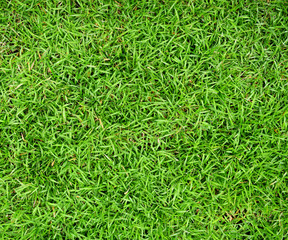 Grass
