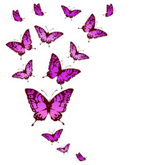 butterflies design