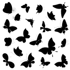 Fototapeta premium butterflies design