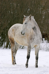 Beautiful grey horse stands alone wintertime