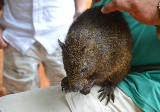 Hutia