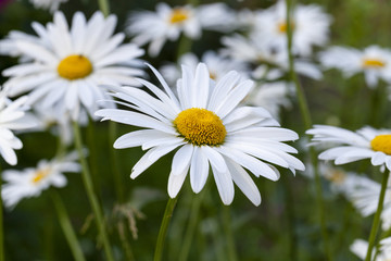 Obraz premium the white flowers of a camomile photographed by a close up