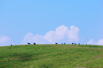 牛が放牧されている高原
