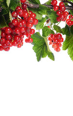 Red currant isolated on white background