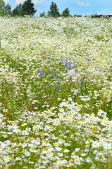 Summer field with daisies