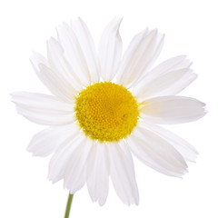 The beautiful daisy isolated on white