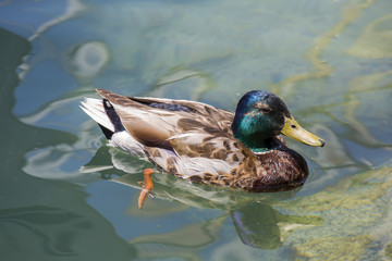 Ente im Wasser