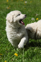 Nice puppy of Slovakian chuvach in the grass
