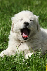 Amazing white puppy of Slovakian chuvach lying in the grass