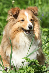 Fototapeta premium Amazing sheltie in the garden