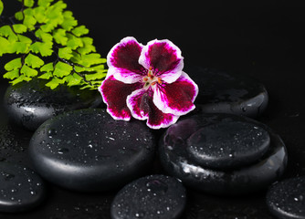 Fototapeta na wymiar Spa concept with beautiful deep purple flower of geranium, green