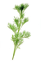 Eberraute (Artemisia abrotanum)