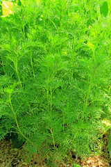 Eberraute (Artemisia abrotanum)