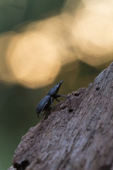 Lesser stag beetle, dorcus parallelipipedus on wood