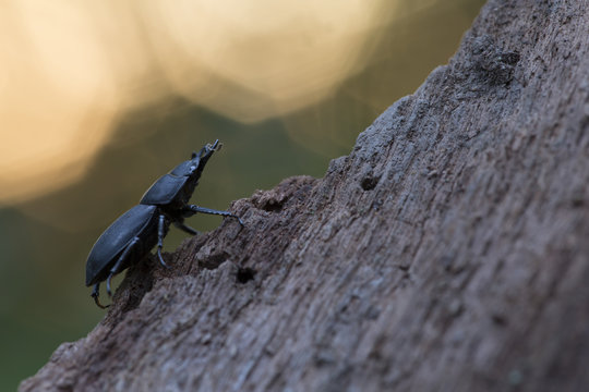 Lesser stag beetle, dorcus parallelipipedus on wood
