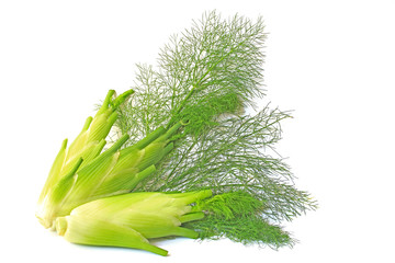 Fenchel (Foeniculum vulgare)