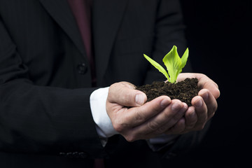 Green plant in business man hand - 68488130