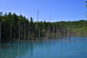 美瑛の青い池