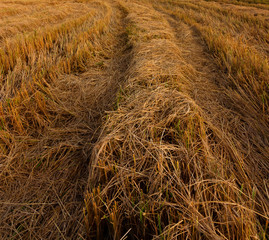 Harvested paddy field