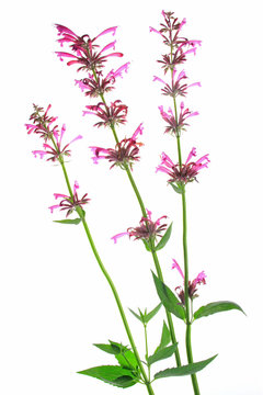 Mexikanischer Riesenysop (Agastache mexicana)