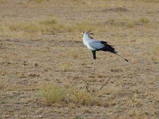Secretarybird