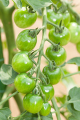 ミニトマトの栽培