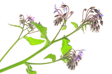 Borretsch (Borago officinalis)