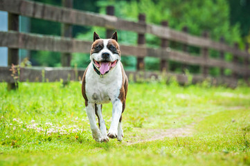 American staffordshire terrier running along the fence