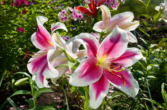 Fototapeta pink lily flowers blooming on the garden