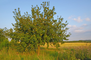 Fruit