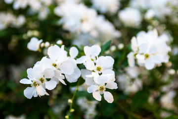 White flowers of the pear tree