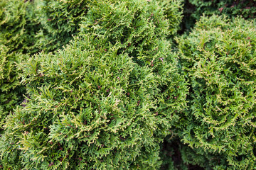 Fototapeta premium Evergreen juniper branches