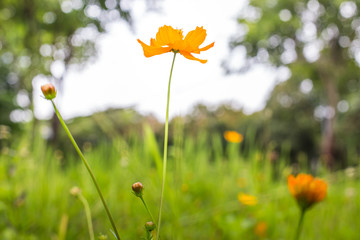 Orange marigold in flowerbed in summer city park.