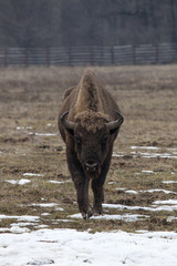 Bison bull looking straight to camera © danmir12