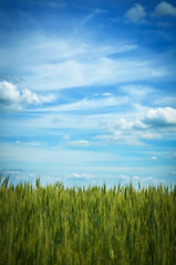 Obraz premium Green wheat field