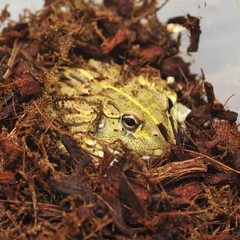 Young Bull Frog