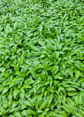 Green leaves of hosta with rain drops