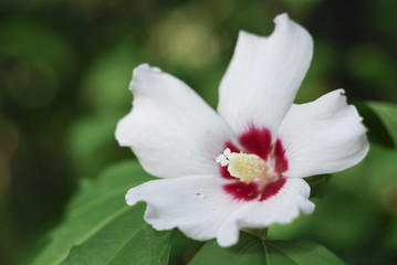 Obraz na płótnie Canvas white hibiscus cannabinus flower head in bloom