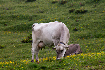 Cows grazing